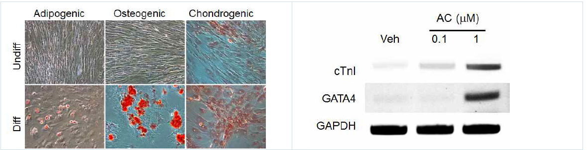 돼지 지방조직에서 분리한 중간엽줄기세포의 분화능을 검증하였고(좌) apicidin 처리에 의하여 심근-특이 단백인 cardiac troponin I와 GATA4의 발현이 크게 유도되었음(우)