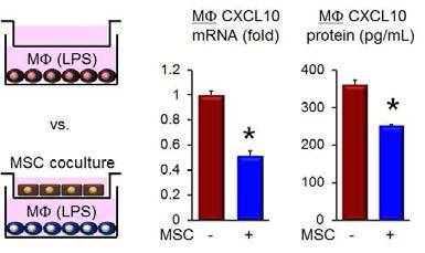 줄기세포가 대식세포의 염증성마커를 억제