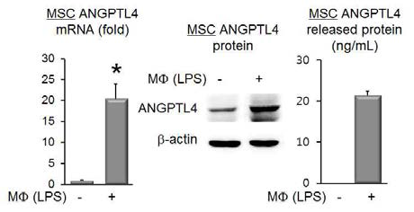 줄기세포의 ANGPTL4 발현 증가