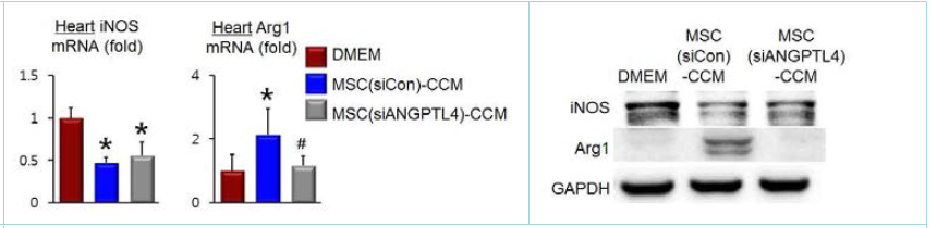 iNOS와 Arg1의 유전자발현(좌)과 단백발현(우)