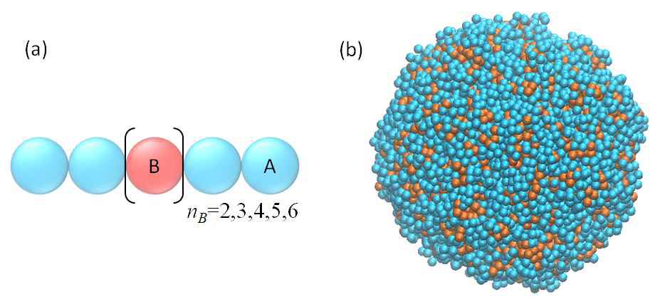 DPD모델을 이용한 양친성 분자의 자기조립거동 예측 결과. (a) 사용된 분자모델 (A bead: 친수성 히스티딘 그룹, B bead: 소수성 메틸렌 그룹), (b) 시뮬레이션을 통해 얻어진 자기조립체의 형상