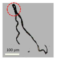 시스테인 양친성 분자의 자기조립체 광학현미경 사진. 점선안은 “turn”을 나타냄