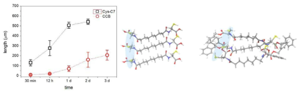 (a)시스테인을 포함하는 양친성 분자 자기조립체의 시간에 따른 길이 성장 곡선, (b) 양친성 분자의 자기조립체 형성시 분자의 배열 시뮬레이션 결과 (왼쪽: 시스테인 양친성 분자, 오른쪽: carboxyl 그룹이 막힌 분자 (CCB로 표기))