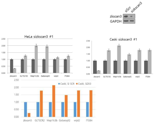 Gene expression levels of HeLa and Caski cells knocked down with siRNA targeting zkscan3. qPCR was performed for the target candidates of zkscan3 in cervical cancer cells