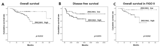 Overall survival and disease-free survival curves analyzed by Kaplan-Meir log rank test show that high grade of ZKSCAN3 overexpression is associated with short survival time in the patients with uterine cervical cancer. A. Comparison of overall survival rate of the patients with low and high grade of ZKSCAN3. B. Comparison of disease-free survival rate of the patients with low or high grade of ZKSCAN3. C. Overall survival rate of the patients in FIGO stage II with low or high grade of ZKSCAN3