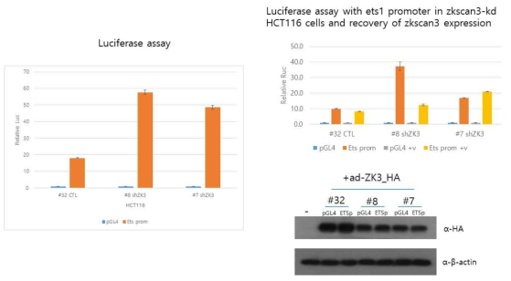 luciferase assay with ets1 promoter in zkscan knockdown HCT116 cells and recovery of zkscan3 expression