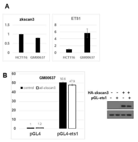 luciferase assay using pGL4.1-ets1 and zkscan3 overexpressing GM00637 cells