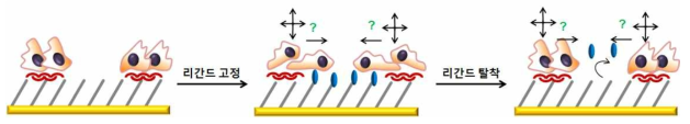 역동적⦁순환적 표면 성질 변화에 의한 세포 행태 변화 분석