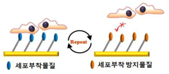 역동적⦁순환적 표면 개질을 통한 세포 부착 행태 조절