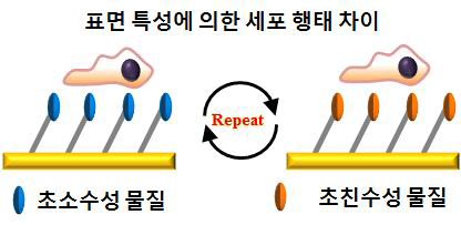 역동적⦁순환적 표면 개질을 통한 극단적 표면 습윤성 차이에 의한 세포 행태 변화 분석