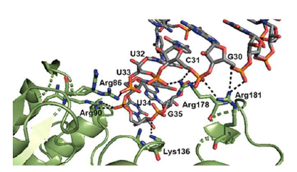 TrmR 과 tRNA 안티코돈 stem-loop 의 상호작용. 단백질은 연두색 리본 모델로 tRNA phosphate backbone과의 수소결합 및 이온 결합을 통해 식별하고 있음을 보여주고 있다