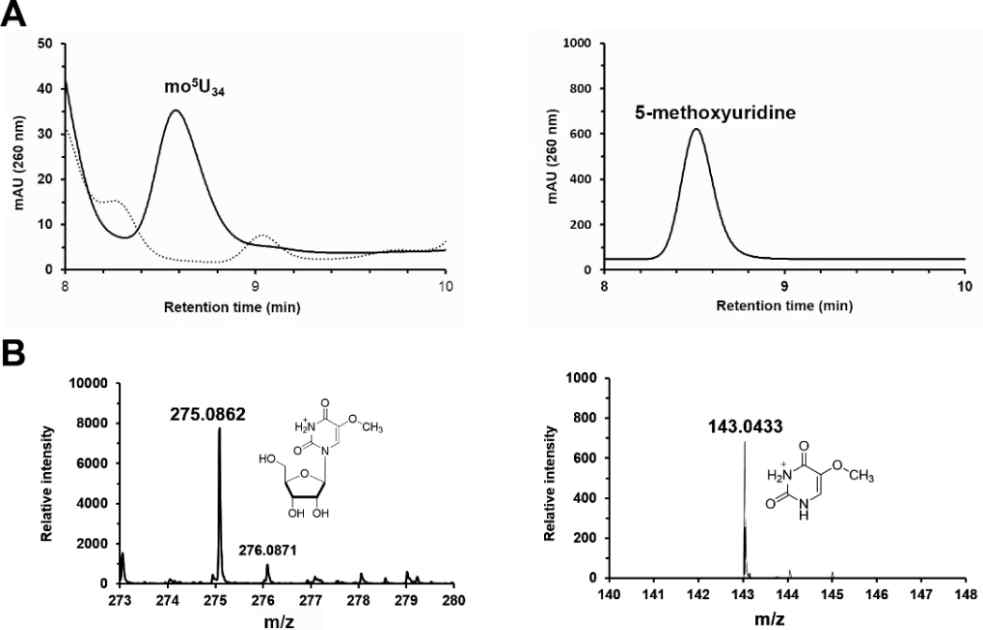 TrmR의 세포외 ho5U 메틸화 활성 측정. A) HPLC-UV분광기 (λ =260nm)를 이용한 mo5U 검출. 약 8.6분에 해당하는 픽이 검출됨을 알 수 있다 (왼쪽 패널). 오른쪽은 표준 물질을 injection했을 때 결 과임. B) LC-MS 분석결과. 왼쪽 이 용출된 생성물의 픽 (M1)이며 오른쪽은 MS/MS 모드에서 M1의 fragment