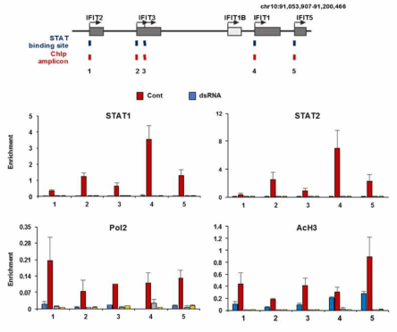 dsRNA에 의한 IFIT family의 promoter 부위의 STAT binding 증가
