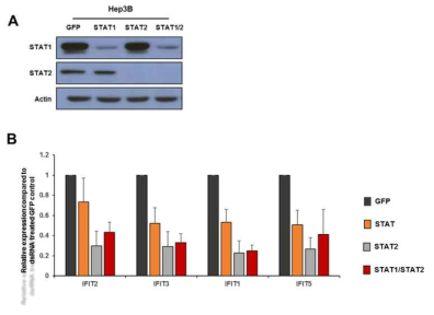 STAT1/2 molecule이 dsRNA에 의한 type I interferon signaling 활성화에 중요함