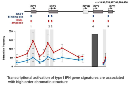 chromatin structure 변형이 type I interferon signaling 활성화에 중요함