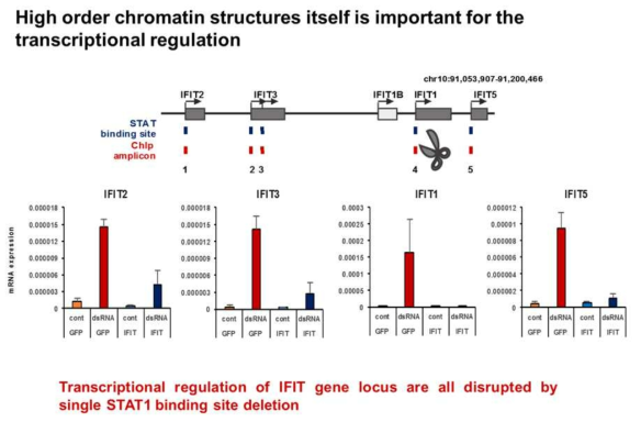 IFIT1에 위치한 STAT-binding site에 유도된 mutation에 의한 IFIT family의 유전자 발현 감소