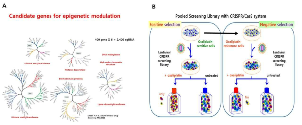 High throughput CRISPR/Cas9 system을 이용하여 항암제 감수성/내성획득 관여하는 후성유전학적 target 유전자 발굴