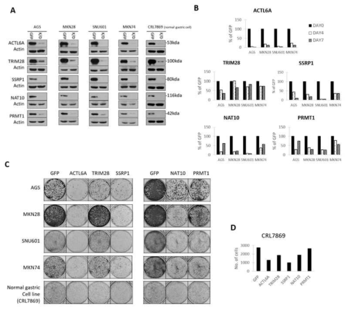 Depletion of the five candidates decreased cell growth