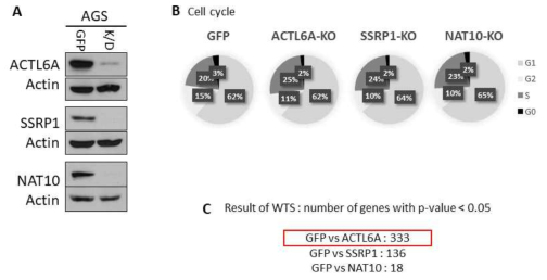 Global transcriptional changes by ACTL6A depletion