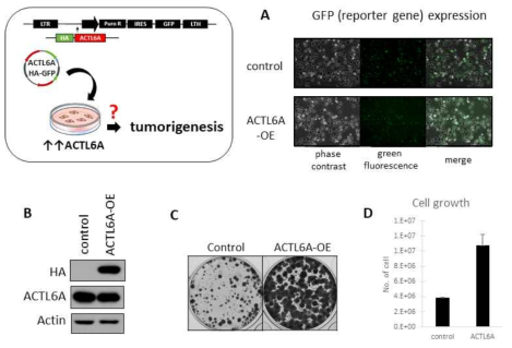 Overexpression of ACTL6A induce cell growth