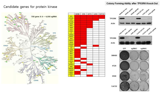 CRISPR-Cas9 screening with protein kinase library