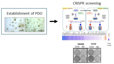 CRISPR-Cas9 knockout screening with patient-derived human organoid