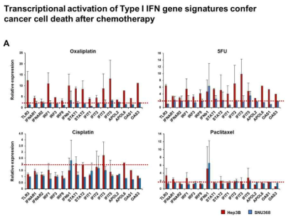 세포독성항암제에 의한 type I interferon 유전자의 발현 증가