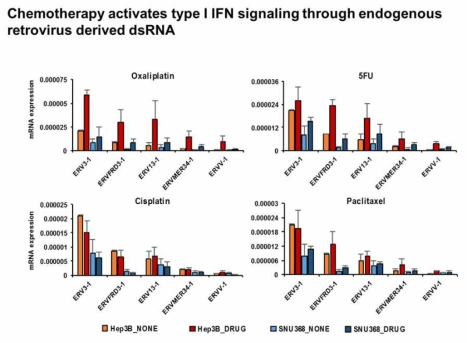 세포독성항암제에 의해 Endogenous retrovirus (ERV) 기원의 dsRNA 발현 증가