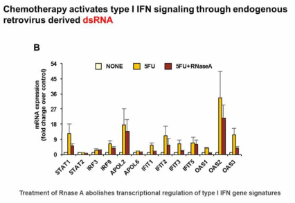 세포독성항암제 처리에 의한 dsRNA 발현 증가가 type I interferon signaling에 중요함