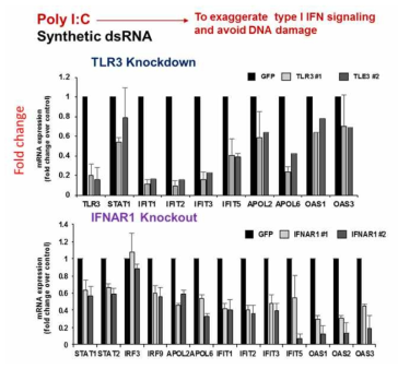 dsRNA에 의한 type I interferon signaling 활성화