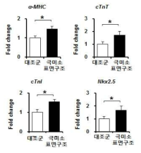 심근세포 마커 발현 분석