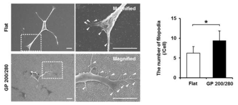 대조군 및 극미소 표면구조 위 심근세포의 Filopodia 형성 관찰 및 분석
