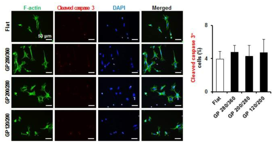 극미소 표면구조 구배에 따른 세포 사멸 특이적 마커(Cleaved caspase 3)의 발현 비교분석