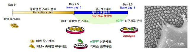 심근세포 분화법 확립 및 Flk1+ 중배엽 전구세포의 극미소 표면구조 인지