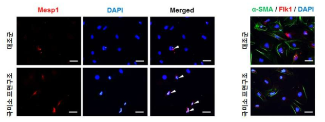 극미소 표면구조 내 중배엽 전구세포의 단백질 발현 분석