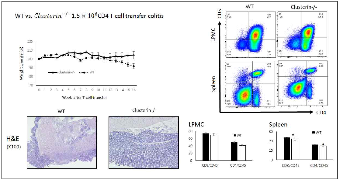 Rag2 KO마우스에 WT/clusterin KO 마우스의 spleen에서 분리한 CD4 T cell을 transfer 하였을 때 WT 주입군에 비해 clusterin KO 주입군에서 체중 감소의 유의한 억제 장길이 단축의 유의한 억제 조직학적 중등도의 유의한 억제 소견을 보였고 LPMC와 spleen에서 FACS분석을 통해 CD4 T cell의 숫자가 유의하게 감소한 것을 확인함