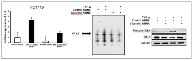 인간장상피세포에 clusterin siRNA를 처리하여 NF-κB 신호전달에 대한 영향을 평가함. COLO205 세포에 control siRNA 또는 clusterin siRNA를 24시간 처리한후 TNF-α로 자극하여 IL-8 (CXCL8)에 대한 realtime RT-PCR, NF-κB 에 대한 EMSA, IκB/p-IκB에 대한 Western blot을 시행함