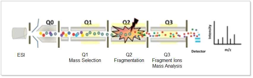 Triple-quadrupole 질량분석장비 (QQQ)를 이용한 CID 개요
