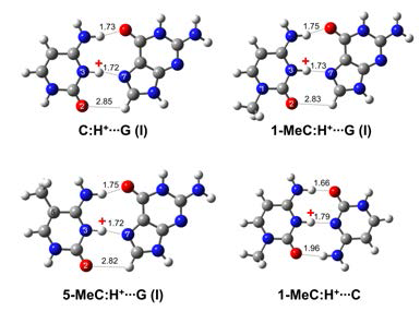 (C:H+:G), (1-MeC:H+:G), (5-MeC:H+ :G) 및 (1-MeC:H+:C)의 가장 안정한 에너지 구조 에 대한 양자화학적 계산 결과