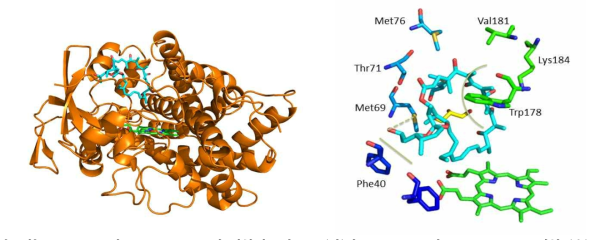 CYP107W1과 oligomycin C의 결합된 3차구조 (좌)와 active site의 oligomycin C 결합 (우)