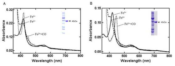 S. rapamycinicus의 정제 Absolute Spectra (A) CYP107G1, (B) CYP122A2