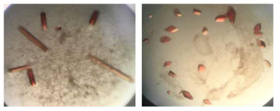 CYP107G1의 단백질 결정(좌)과 CYP107G1-리간드(everolimus)의 단백질 결정(우)