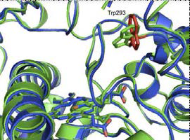 CYP107G1의 구조와 CYP107G1-리간드 (everolimus) 결합할 때 293 트립토판의 위치변화. CYP107G1 ligand free (green), CYP107G1 everolimus bound form (blue), Trp293 (red)