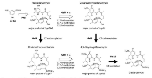 Geldanamycin 생합성 경로