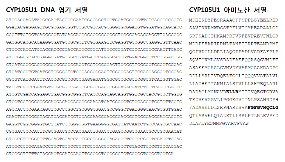 S. geldanamycininus에 존재하는 CYP105U1효소의 염기 및 아미노산 서열. P450 특징적 아미노산 서열을 밑줄로 표시