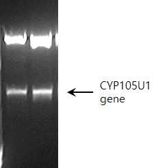 pET28 벡터에 클로닝된 CYP105U1 유전자