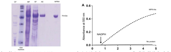 6×His NADPH-P450 reductase의 순수분리와 cytochrome c에 대한 환원력 평가