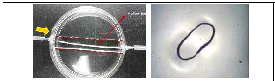 astrocytes의 BBB 형성을 모방할 수 있는 뇌혈관 형태의 (좌) 나노섬유관 및 고정 장치의 제작 및 (우) 혈관 단층 절단면 확인