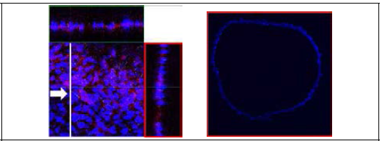 DAPI 염색 후 세포배양 나노섬유시트 단면 관찰