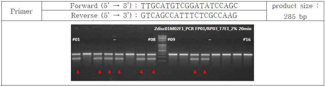 T7E1 assay에서 8 마리 (#1,3,4,5,7,8,11,12)에서 heteroduplex band가 형성됨